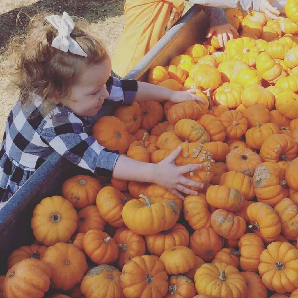 A photo of a little girl digging through a large bin of small orange pumpkins at a pumpkin patch in Fort Worth.