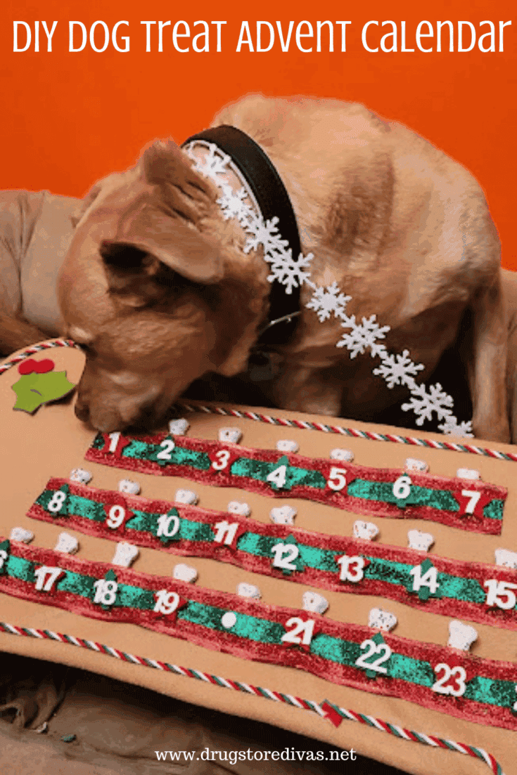 Image for DIY Dog Treat Advent Calendar